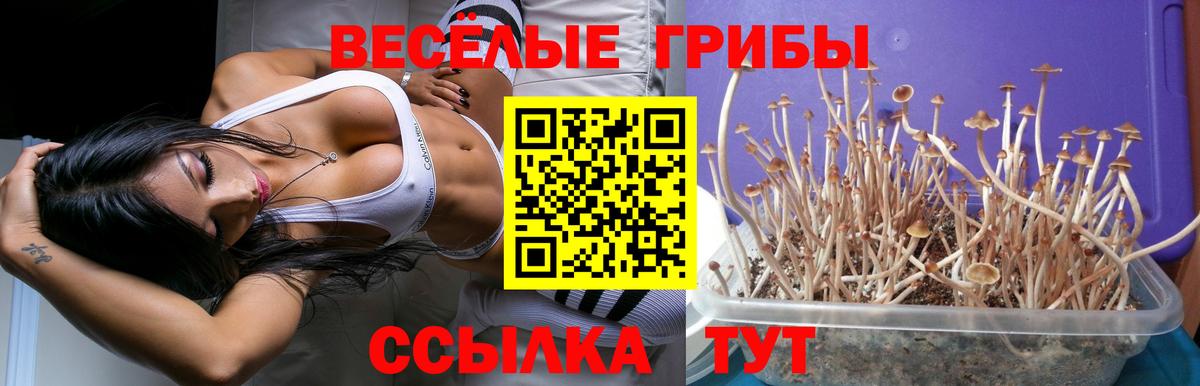 Псилоцибиновые грибы Psilocybine cubensis Новоалександровск